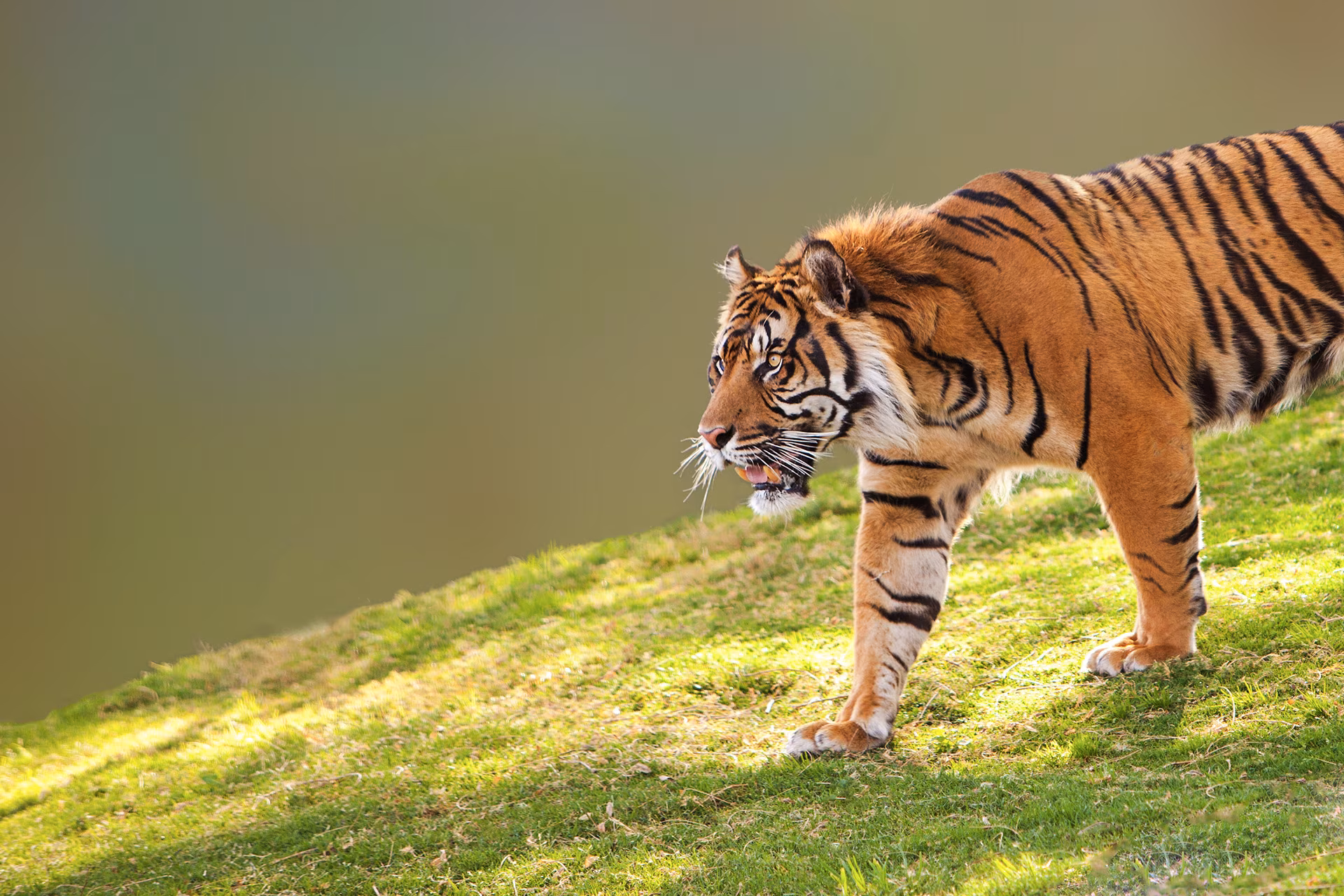 Sulle tracce della tigre di Sumatra